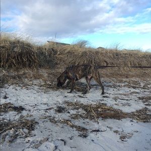 Meet your Posher, Cassady